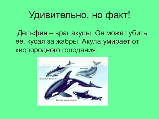 Удивительно, но факт! Дельфин – враг акулы. Он может убить её, кусая