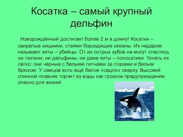 Косатка – самый крупный дельфин Новорождённый достигает более 2 м в длину!