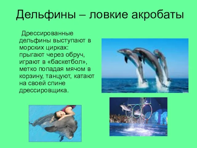 Дельфины – ловкие акробаты Дрессированные дельфины выступают в морских цирках: прыгают через