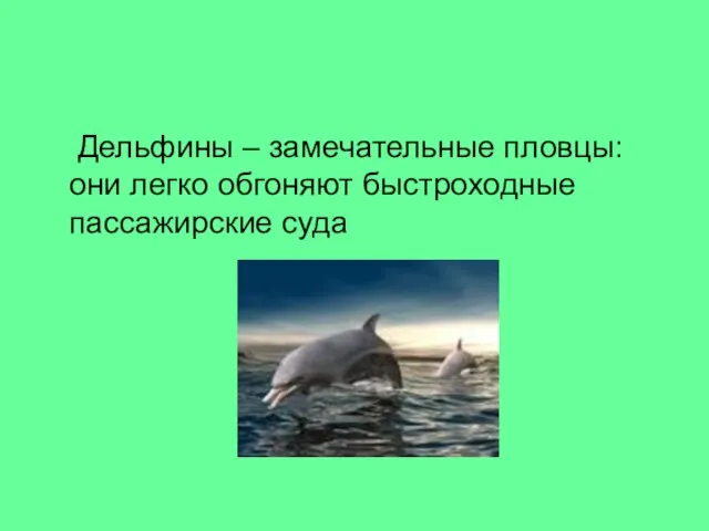 Дельфины – замечательные пловцы: они легко обгоняют быстроходные пассажирские суда