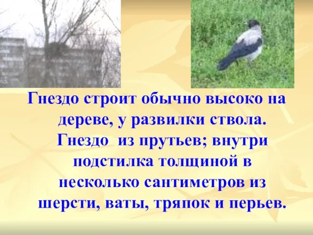 Гнездо строит обычно высоко на дереве, у развилки ствола. Гнездо из прутьев;