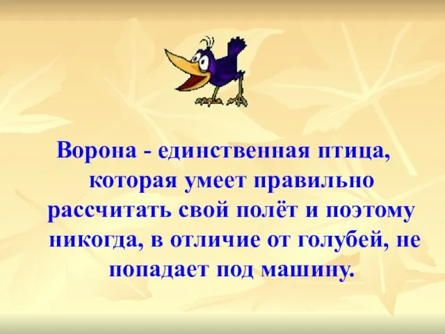 Ворона - единственная птица, которая умеет правильно рассчитать свой полёт и поэтому