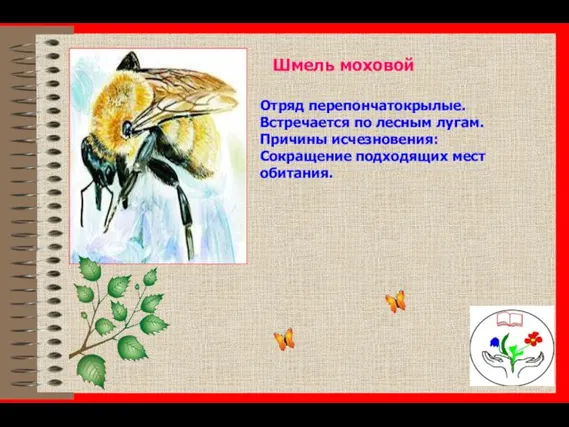 Шмель моховой Отряд перепончатокрылые. Встречается по лесным лугам. Причины исчезновения: Сокращение подходящих мест обитания.