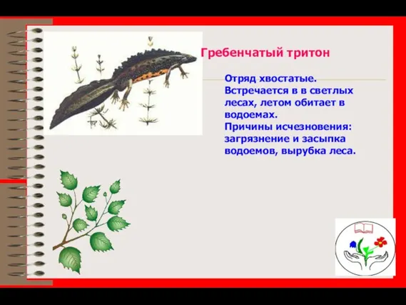 Гребенчатый тритон Отряд хвостатые. Встречается в в светлых лесах, летом обитает в