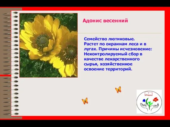 Адонис весенний Семейство лютиковые. Растет по окраинам леса и в лугах. Причины