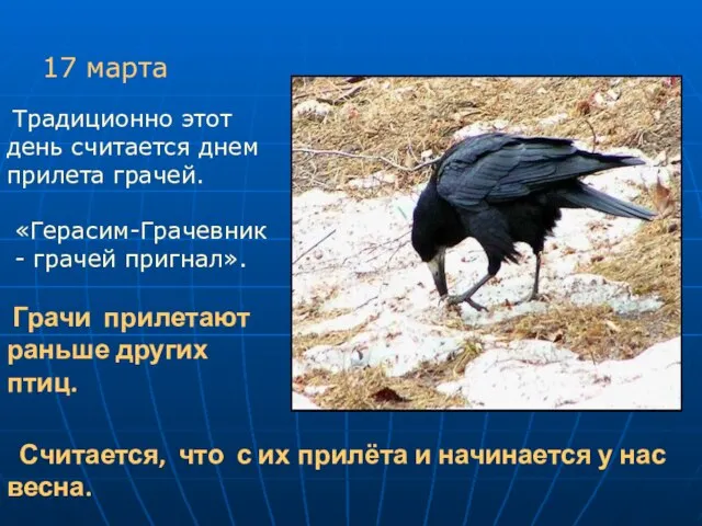 17 марта Традиционно этот день считается днем прилета грачей. «Герасим-Грачевник - грачей