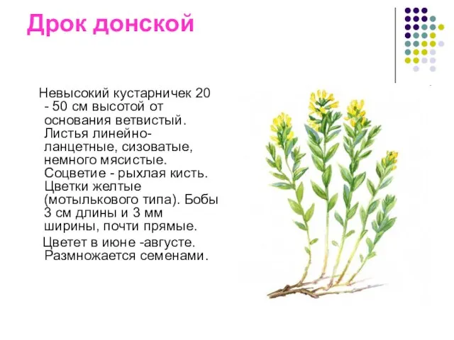 Дрок донской Невысокий кустарничек 20 - 50 см высотой от основания ветвистый.