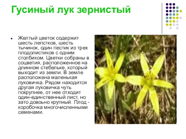 Гусиный лук зернистый Желтый цветок содержит шесть лепстков, шесть тычинок, один пестик