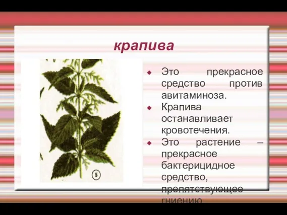 крапива Это прекрасное средство против авитаминоза. Крапива останавливает кровотечения. Это растение –