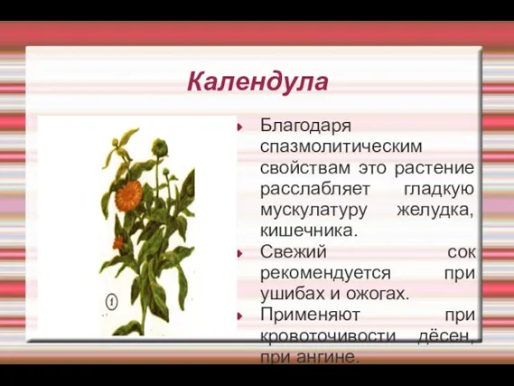 Календула Благодаря спазмолитическим свойствам это растение расслабляет гладкую мускулатуру желудка, кишечника. Свежий