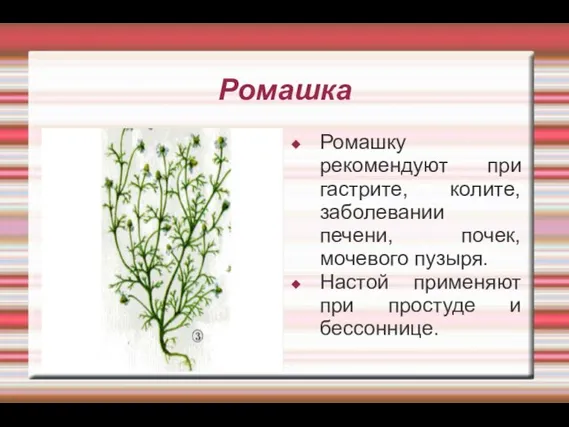 Ромашка Ромашку рекомендуют при гастрите, колите, заболевании печени, почек, мочевого пузыря. Настой