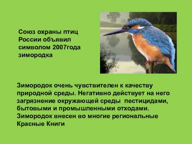 Зимородок очень чувствителен к качеству природной среды. Негативно действует на него загрязнение