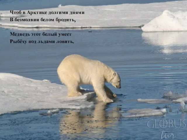 Чтоб в Арктике долгими днями В безмолвии белом бродить, Медведь этот белый