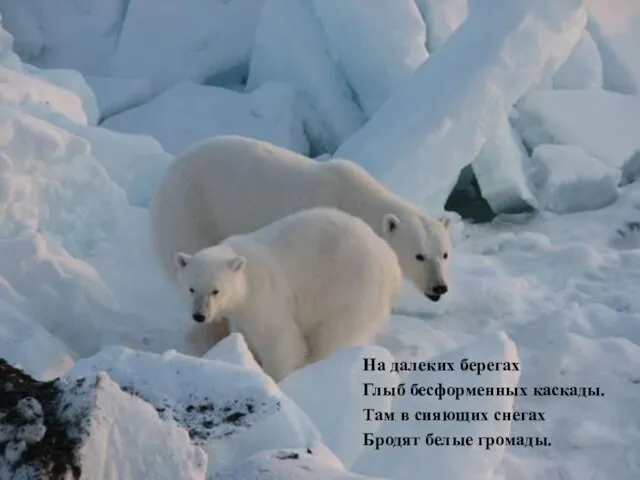 На далеких берегах Глыб бесформенных каскады. Там в сияющих снегах Бродят белые громады.