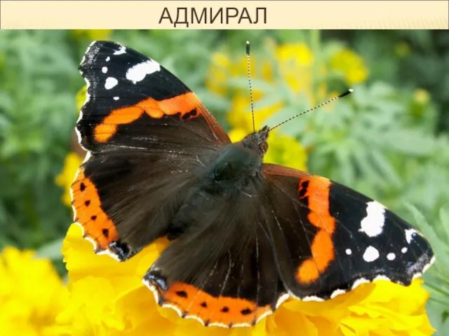 АДМИРАЛ