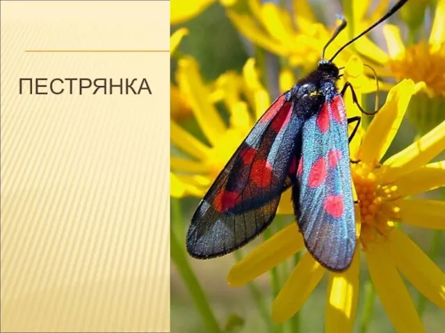 ПЕСТРЯНКА