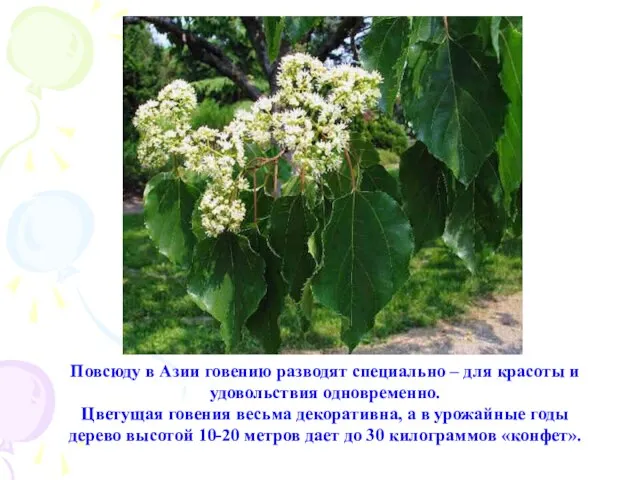 Повсюду в Азии говению разводят специально – для красоты и удовольствия одновременно.