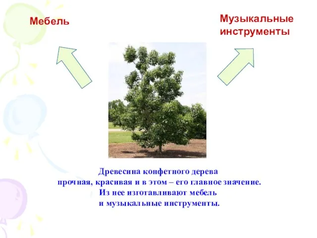 Древесина конфетного дерева прочная, красивая и в этом – его главное значение.