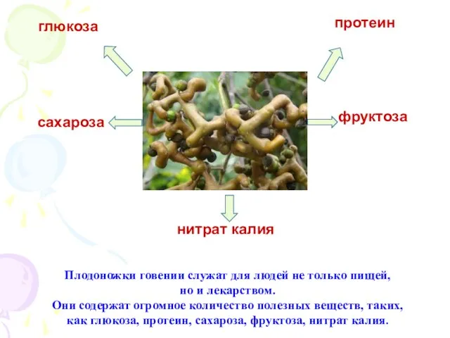 Плодоножки говении служат для людей не только пищей, но и лекарством. Они