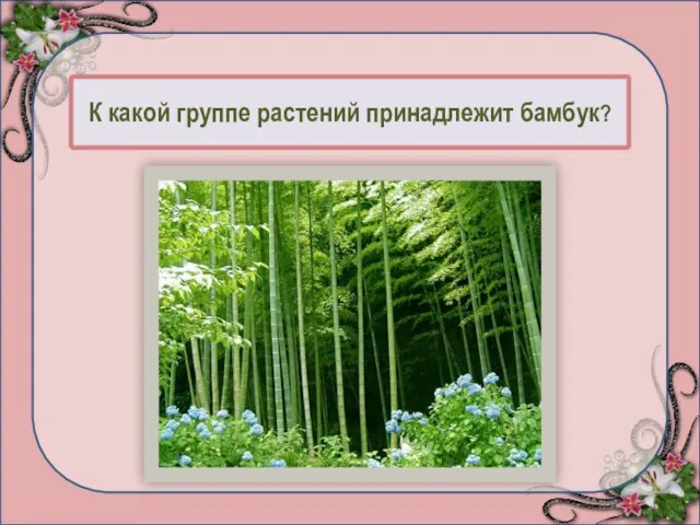 К какой группе растений принадлежит бамбук? Дерево - 95 Куст - 50 Трава - 0