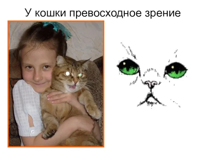 У кошки превосходное зрение