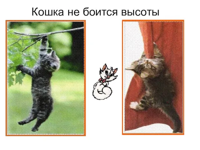 Кошка не боится высоты