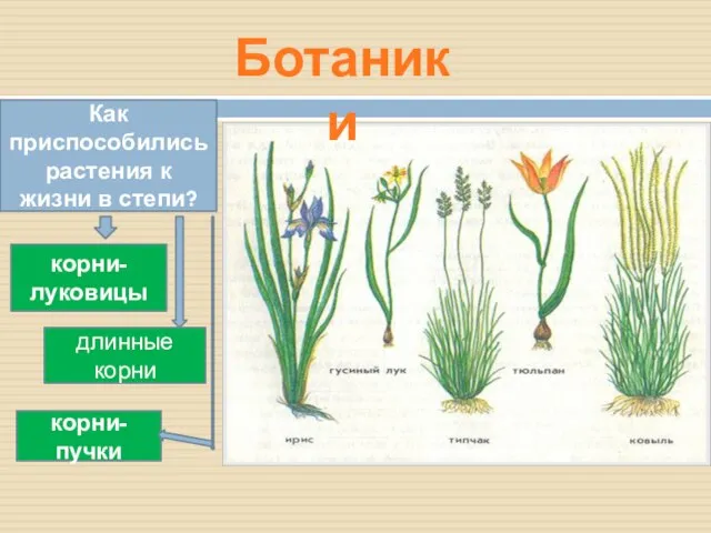 Ботаники Как приспособились растения к жизни в степи? корни-луковицы корни- пучки длинные корни