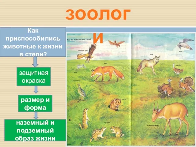 зоологи Как приспособились животные к жизни в степи? защитная окраска размер и