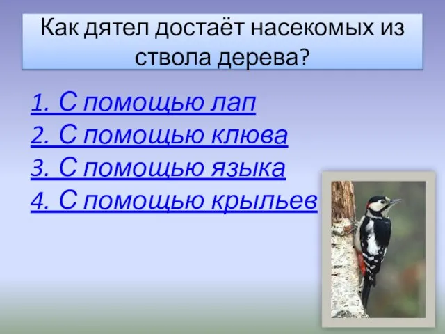 Как дятел достаёт насекомых из ствола дерева? 1. С помощью лап 2.