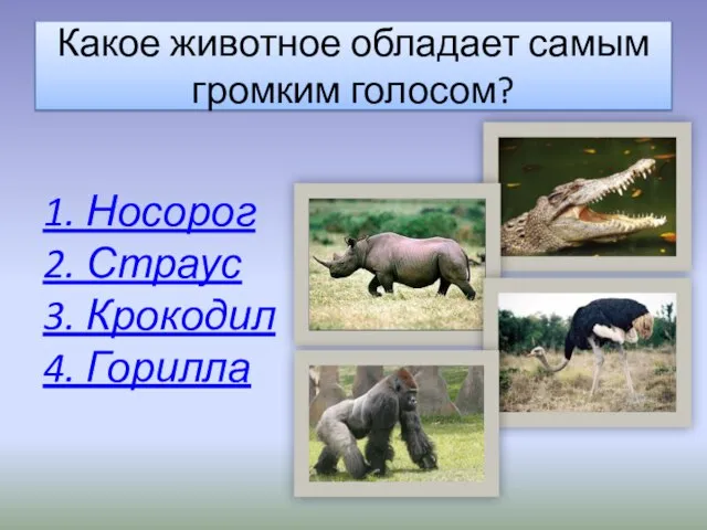 Какое животное обладает самым громким голосом? 1. Носорог 2. Страус 3. Крокодил 4. Горилла