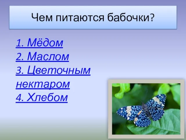 Чем питаются бабочки? 1. Мёдом 2. Маслом 3. Цветочным нектаром 4. Хлебом