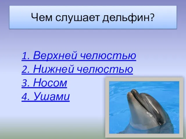 Чем слушает дельфин? 1. Верхней челюстью 2. Нижней челюстью 3. Носом 4. Ушами