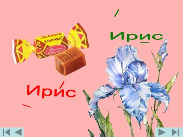 Ирис Ирис