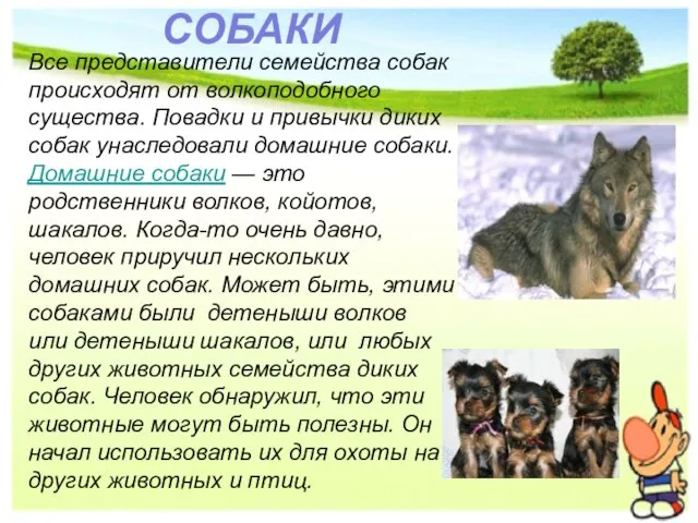 Все представители семейства собак происходят от волкоподобного существа. Повадки и привычки диких