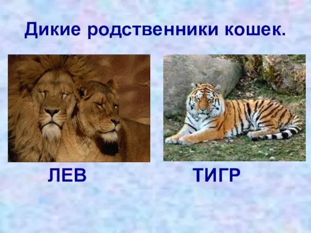 Дикие родственники кошек. ЛЕВ ТИГР