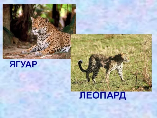 ЯГУАР ЛЕОПАРД