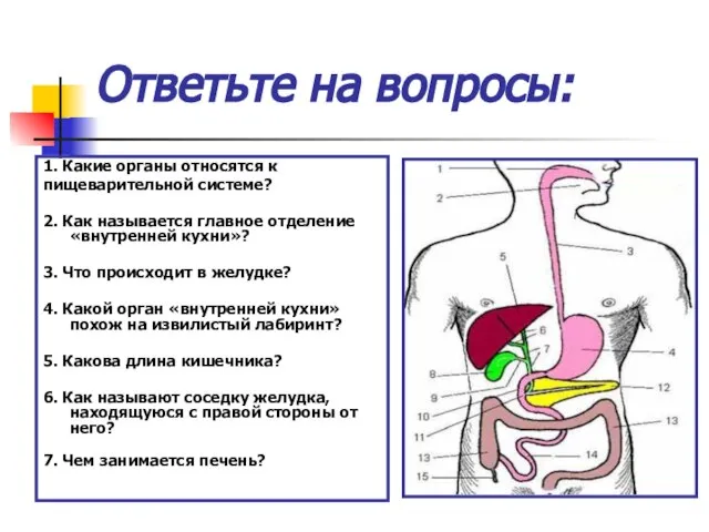 Ответьте на вопросы: 1. Какие органы относятся к пищеварительной системе? 2. Как