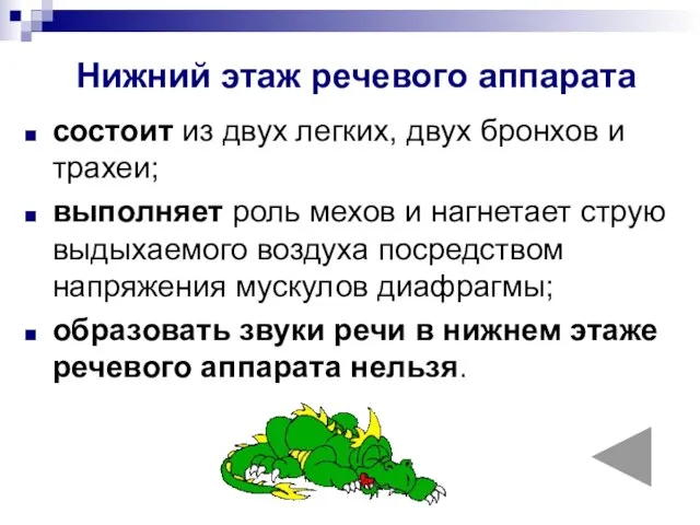 Нижний этаж речевого аппарата состоит из двух легких, двух бронхов и трахеи;