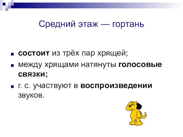 Средний этаж — гортань состоит из трёх пар хрящей; между хрящами натянуты