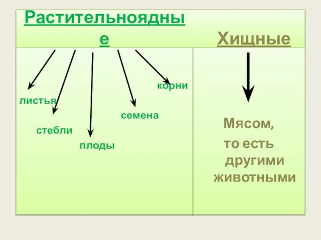 Растительноядные корни листья семена стебли плоды Хищные Мясом, то есть другими животными