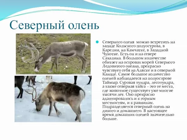 Северный олень Северного оленя можно встретить на западе Кольского полуострова, в Карелии,