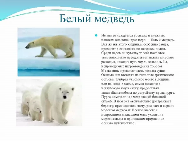 Белый медведь Не менее нуждается во льдах и снежных наносах основной враг