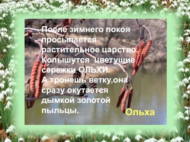 После зимнего покоя просыпается растительное царство. Колышутся цветущие сережки ОЛЬХИ. А тронешь