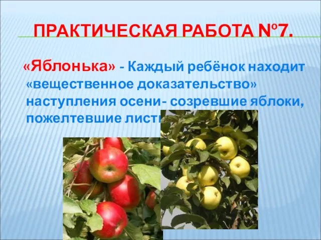 ПРАКТИЧЕСКАЯ РАБОТА №7. «Яблонька» - Каждый ребёнок находит «вещественное доказательство» наступления осени- созревшие яблоки, пожелтевшие листья.