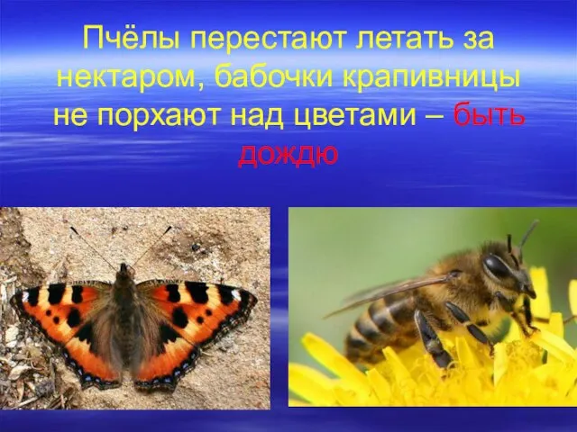 Пчёлы перестают летать за нектаром, бабочки крапивницы не порхают над цветами – быть дождю