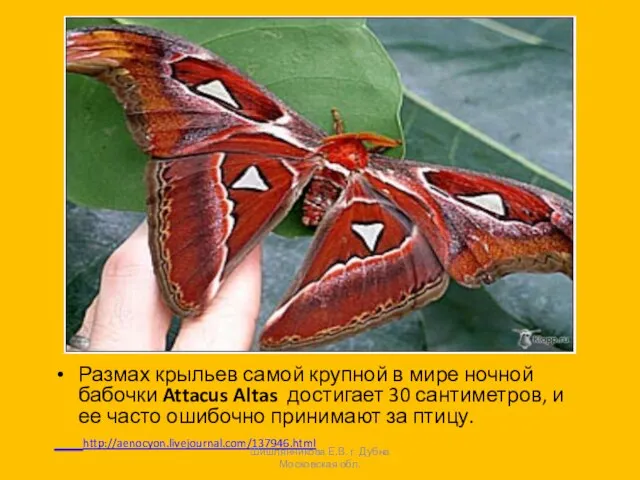 Размах крыльев самой крупной в мире ночной бабочки Attacus Altas достигает 30