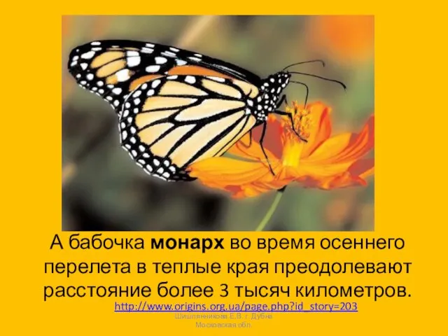 А бабочка монарх во время осеннего перелета в теплые края преодолевают расстояние