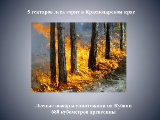 Лесные пожары уничтожили на Кубани 680 кубометров древесины 5 гектаров леса горит в Краснодарском крае