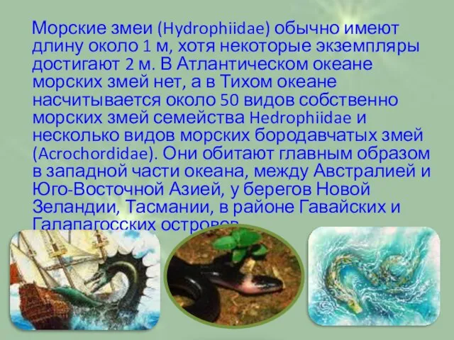 Морские змеи (Hydrophiidae) обычно имеют длину около 1 м, хотя некоторые экземпляры