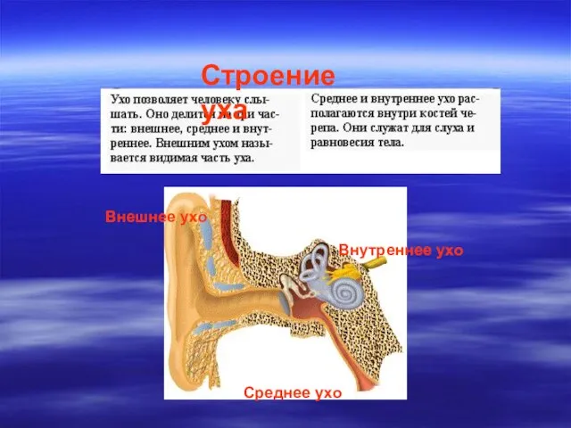 Внешнее ухо Внутреннее ухо Среднее ухо Строение уха